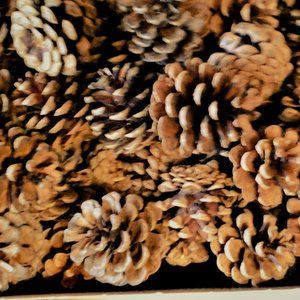100 NICELY SHAPED NATURAL PINE CONES    1.5 - 3  inches